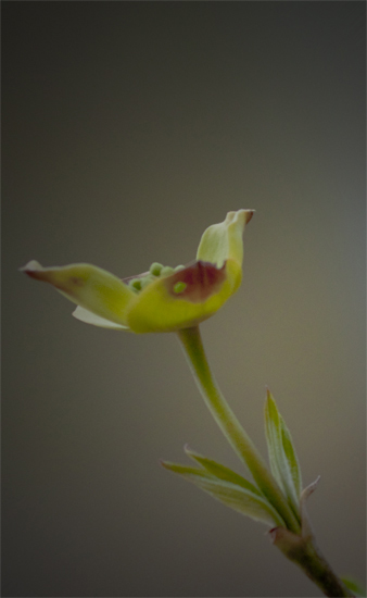 Dogwood distort
