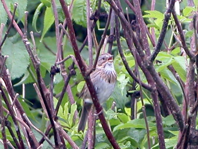 Bruant de Lincoln /Lincolns sparrow