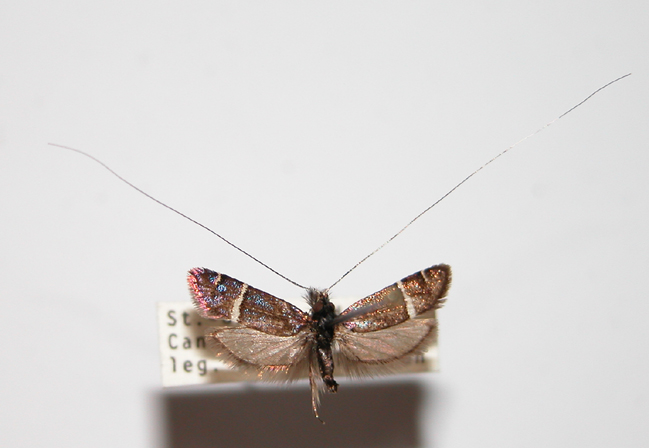 229 Adela purpurea (rare)