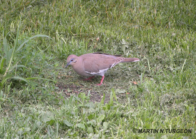 Tourterelle  ailes blanche - White-winged Dove
