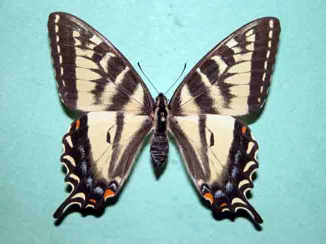 4176.1 Papilio canadensis (F) - Canadian tiger swallowtail