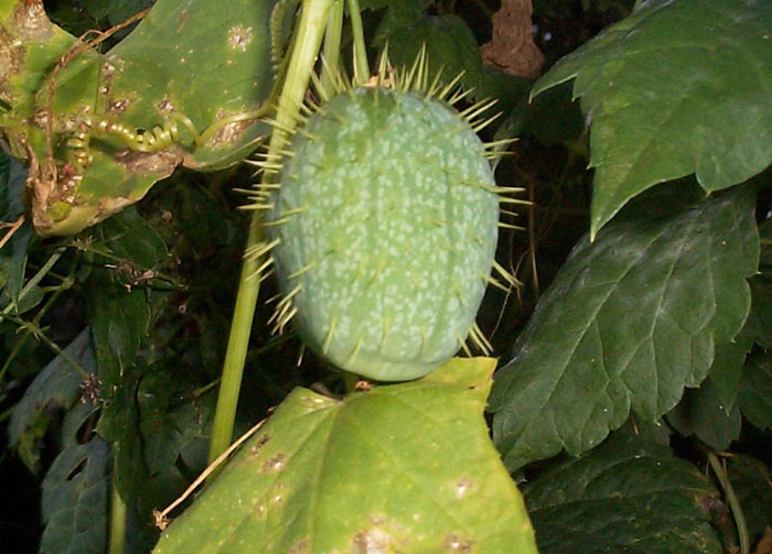 Echinocystis lobata - Wild Cucumber/concombre grimpant