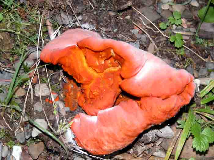 Hypomyces lactiflorum-parasitized other mushroom