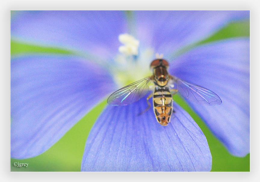 Bee Blue