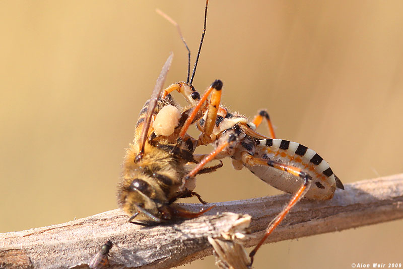   - Rhinocoris punctiventris0844.jpg