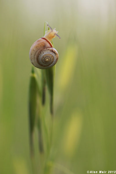 IMG_9829.jpg snail