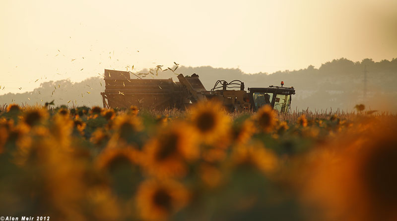 IMG_9017.jpg  Sunflower