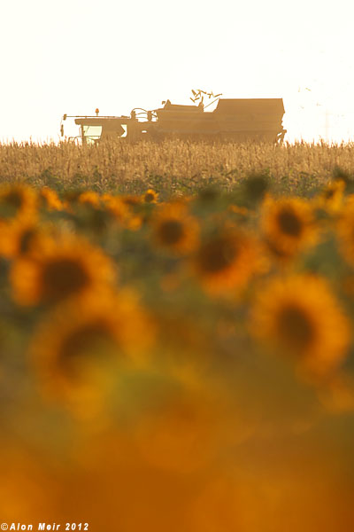 IMG_8998-1.jpg   Sunflower