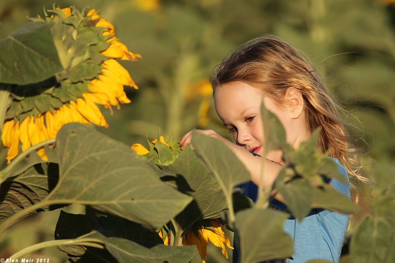 IMG_9121.jpg   Sunflower