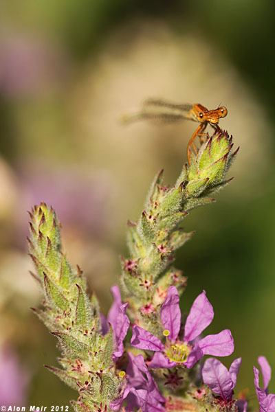 AP2A7310.jpg  Purple Loosestrife	