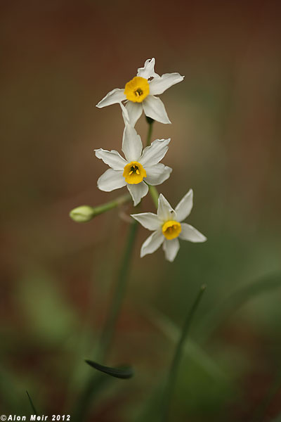 IMG_6132.jpg  Narcissus