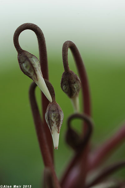 IMG_9081.jpg  Cyclamen