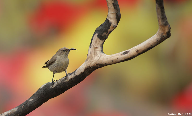 BO8R4030.jpg Palestine sunbird