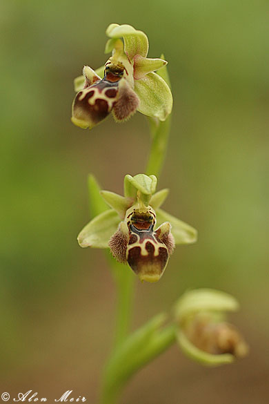  Ophrys umbilicata