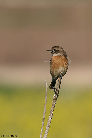 Stonechat -Saxicola dacotiae