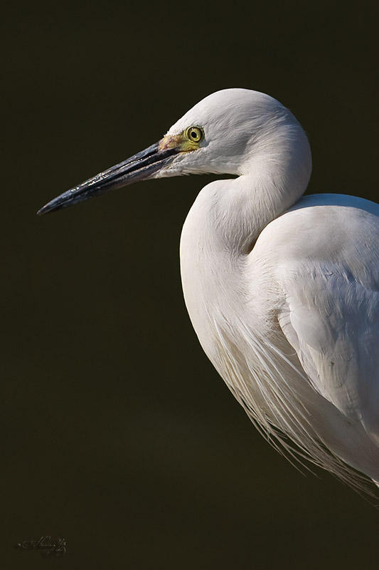 Egretta garzetta_IMG_7943.jpg