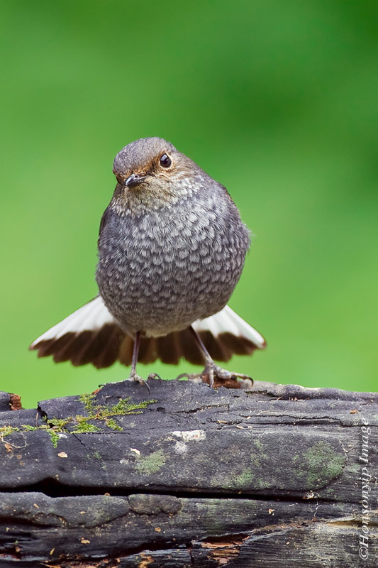 Plumbeous redstart_HYIP3730_s.jpg