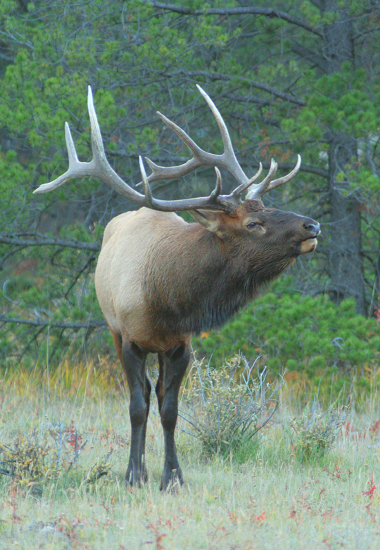 Elk Song