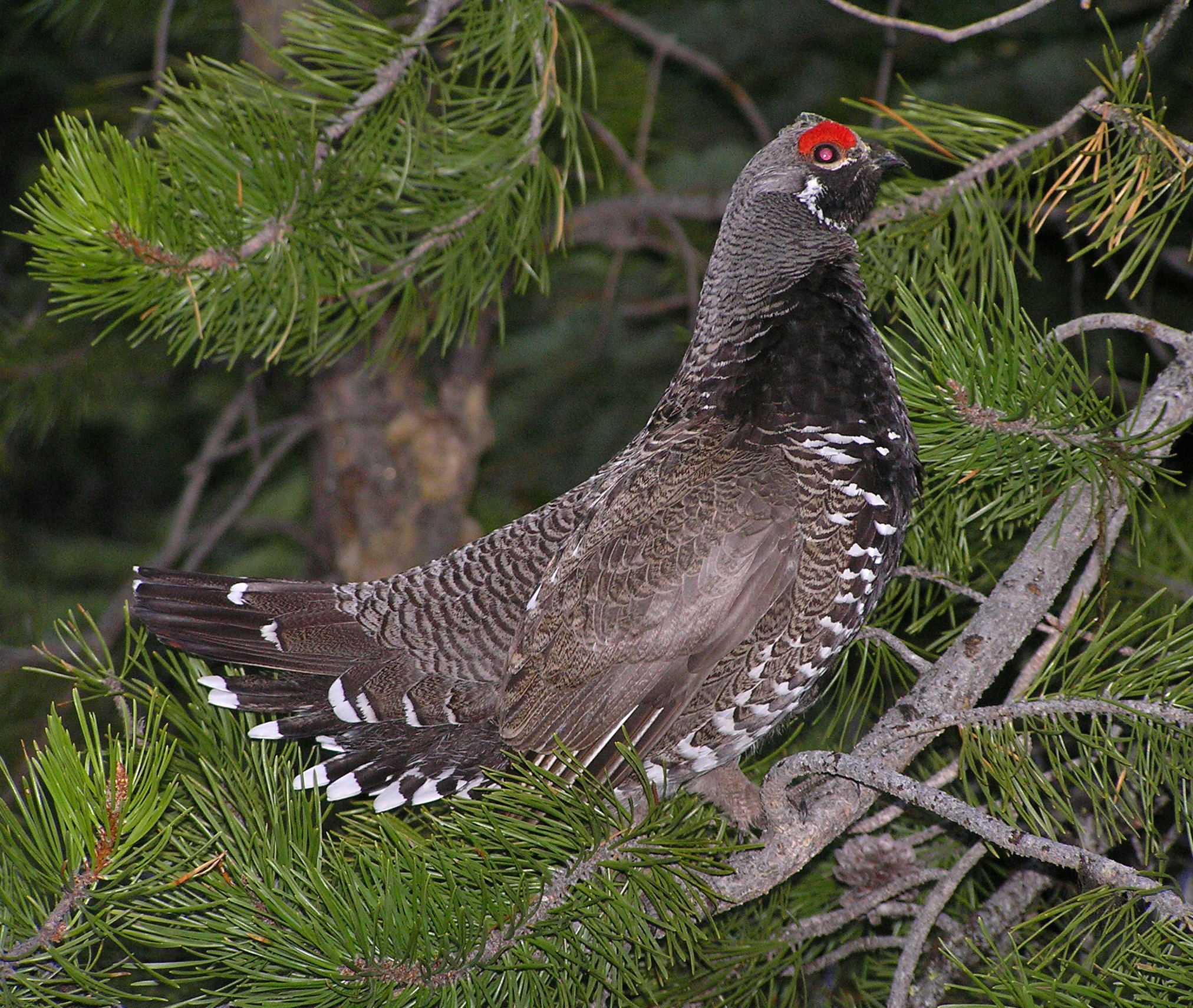 Spruce Grouse 543.jpg