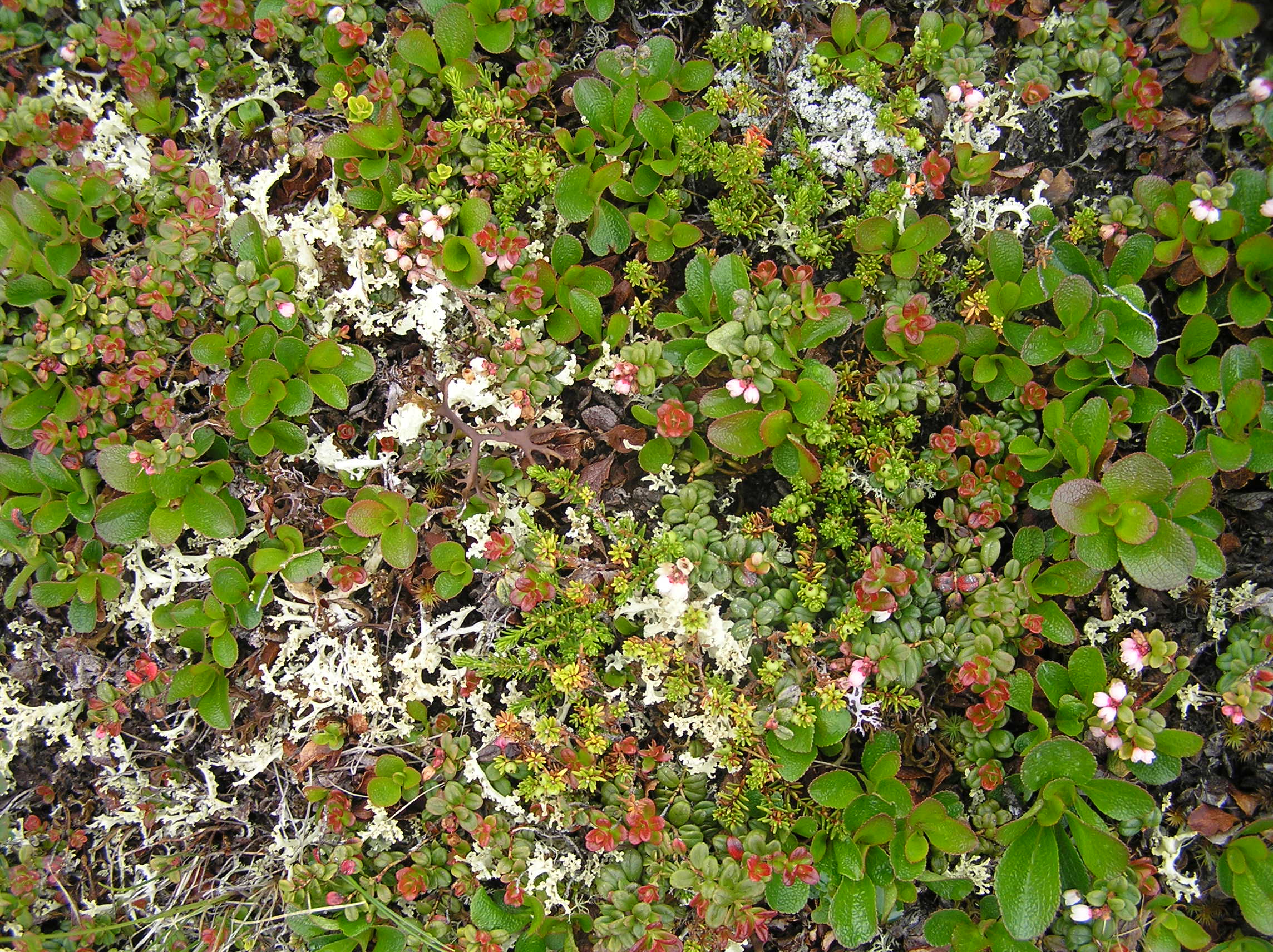 Tundra vegetation