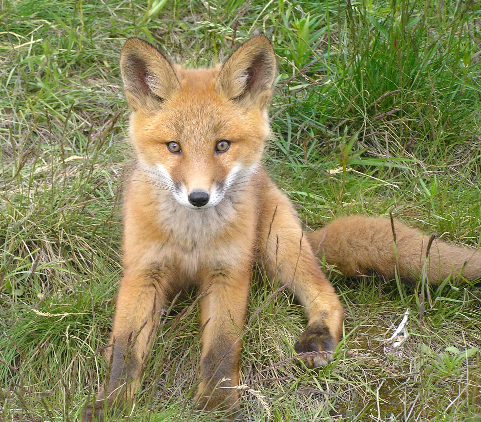 Arctic Red Fox
