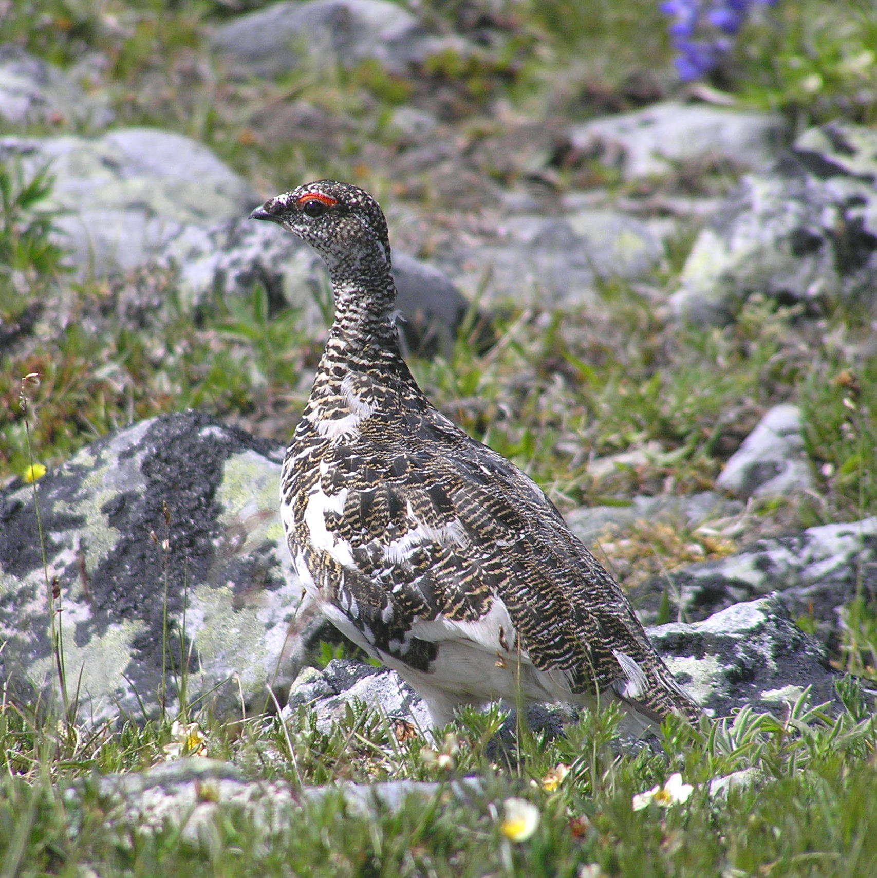 Rock ptarmigan