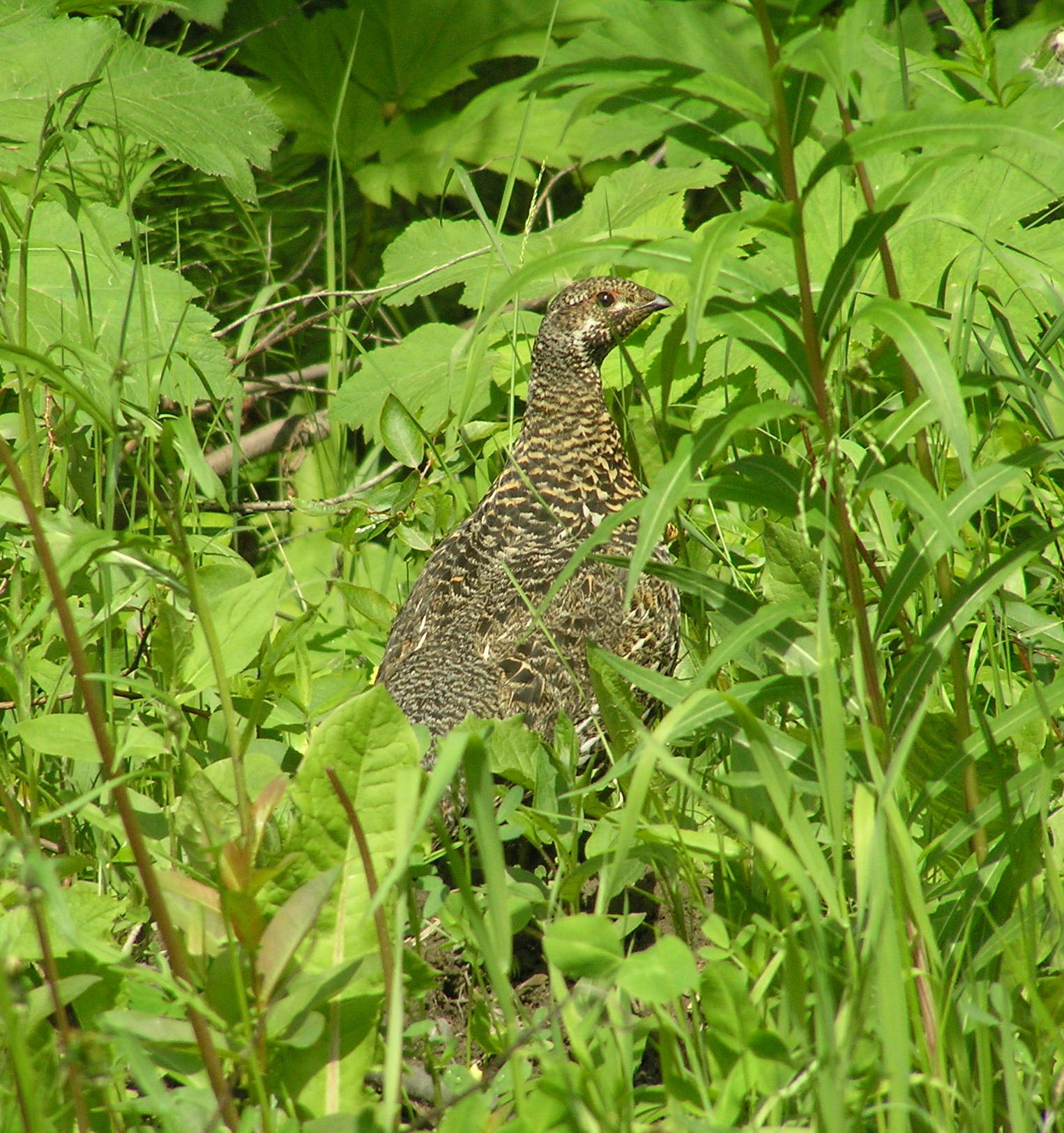 Spruce Grouse (female) Image 18
