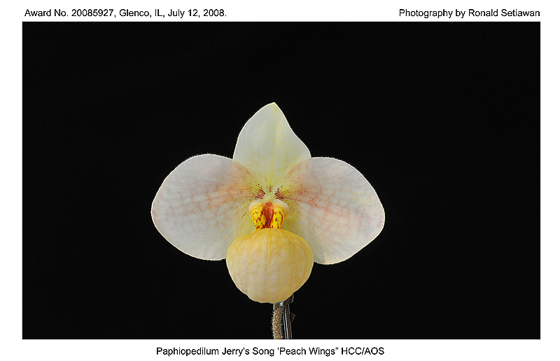 20085927 - Paph Jerrys Song Peach Wings HCC/AOS 76 pts.