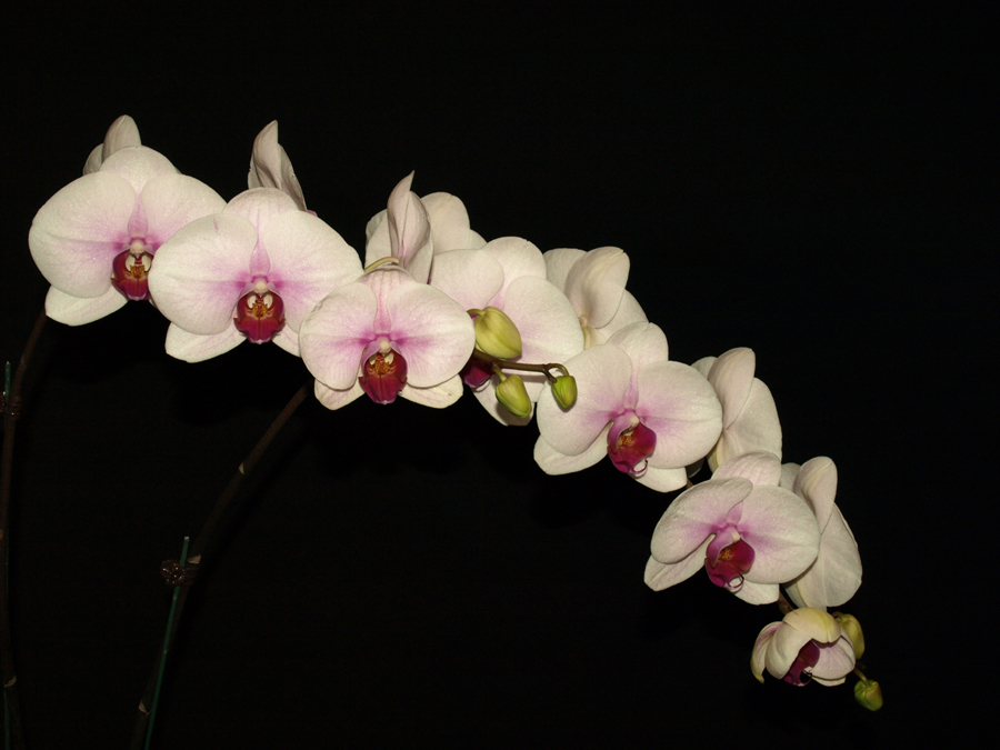 20082280 - Dtps. Mount Lip Blushing Bride AM/AOS  81 points