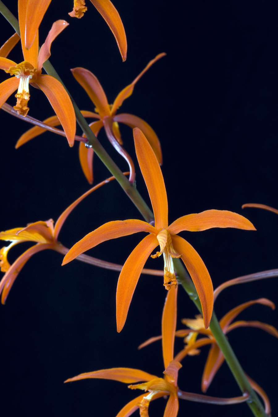 2008379 -  Laelia cinnabarina Stephanie Vodicnik AM/AOS 84 points