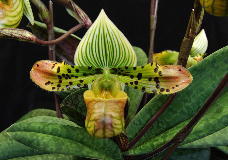 20106710    Paph. venustum Bloomin Fool HCC/AOS 78 pts.