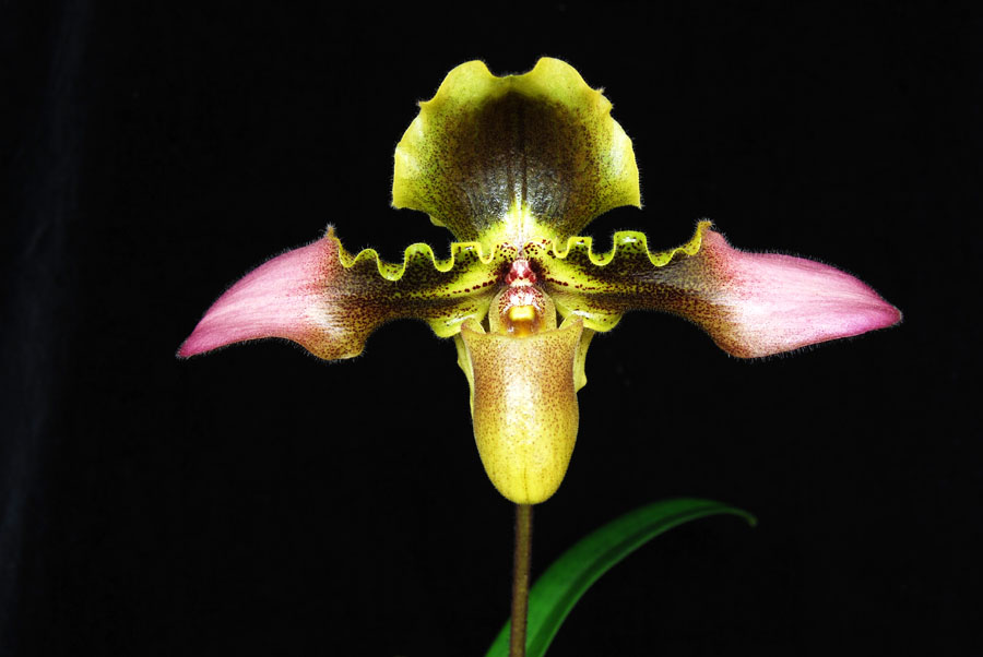 20105417  -   Paph.  hirsuitissimum  Ulysses Manuel  HCC AOS  79 points.jpg