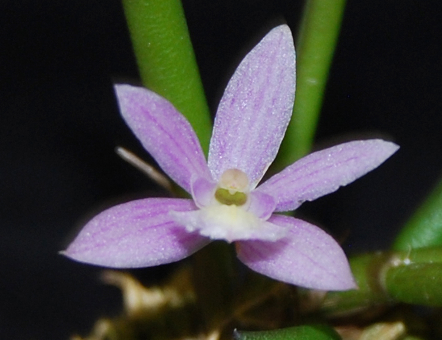 20124601 Leptotes harryphillipsii  Pixie  AOS/CBR.jpg3.jpg