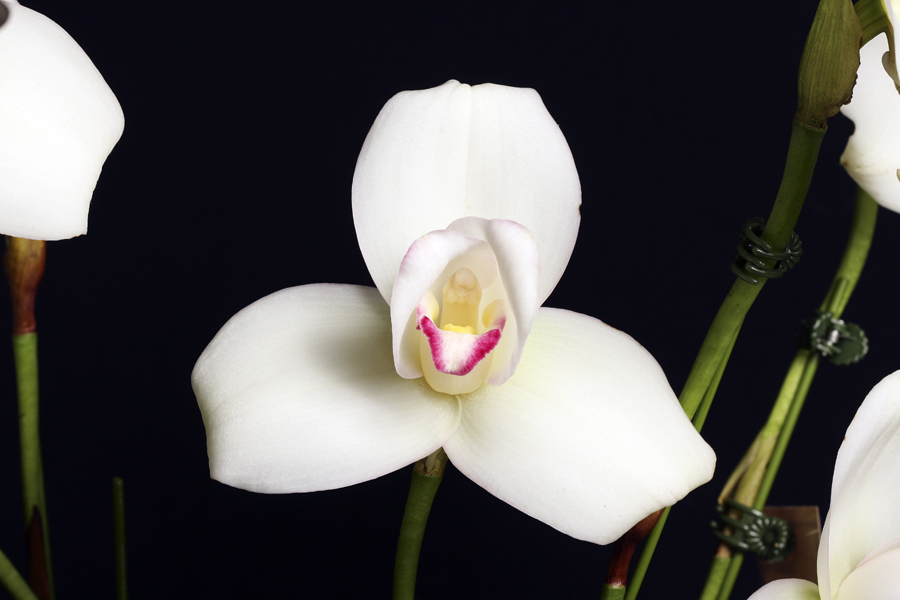 20113305  -   Lycaste Rakuhoku Marilyn  AM AOS 87 points  1 29 2011.jpg