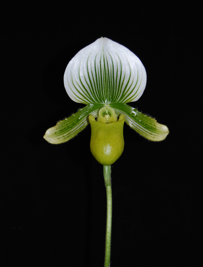 20124630  -  Paph.  Hilo Citron  Alex Manuel   FCC/AOS  (90 points) 12-8-2012