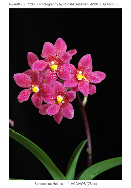 20077063 - Sarcochilus Hot Ice (no clonal name) HCC/AOS (78pts)