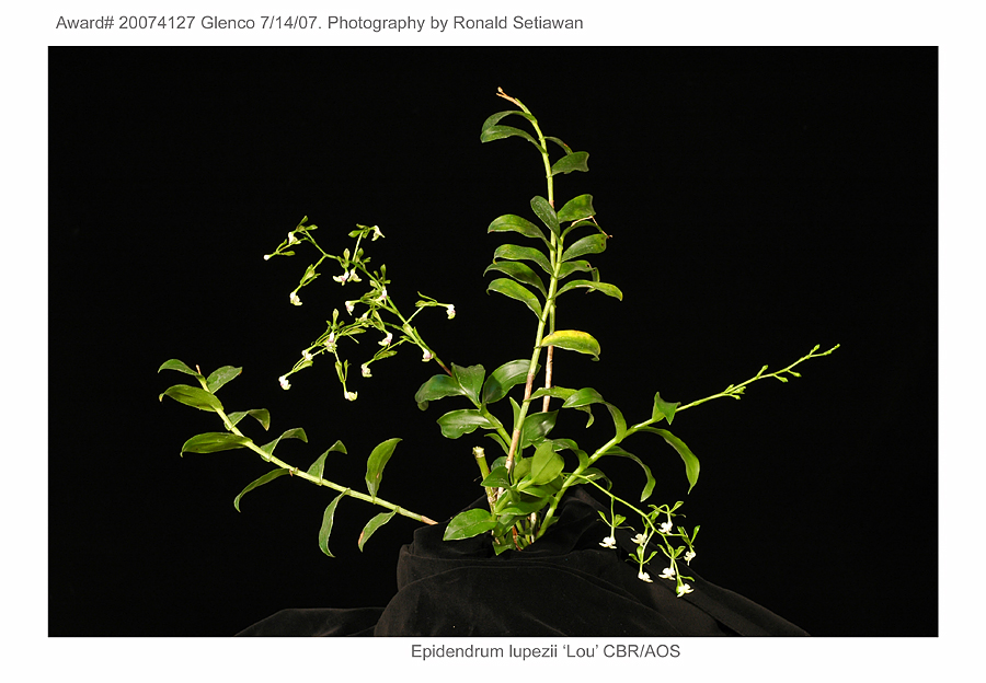 --Epidendrum lupezii Lou CBR/AOS
