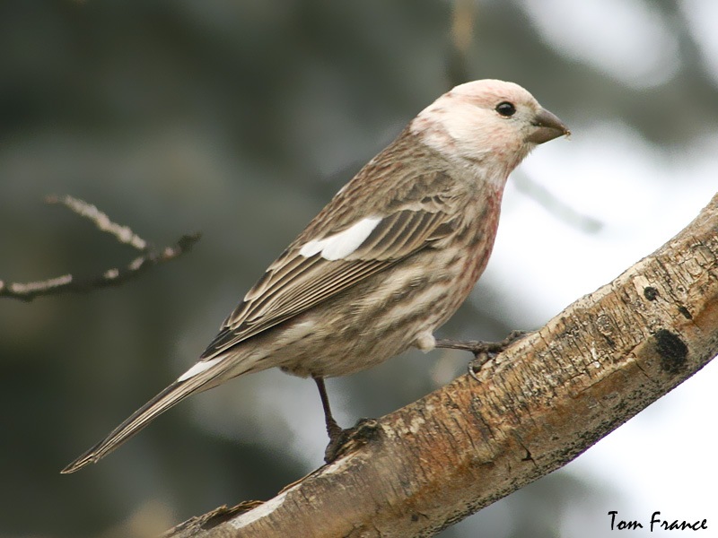 House Finch white-headed.jpg