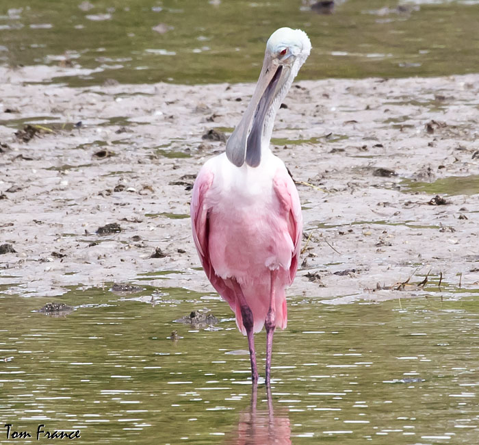 Roseate Spoonbill07.jpg