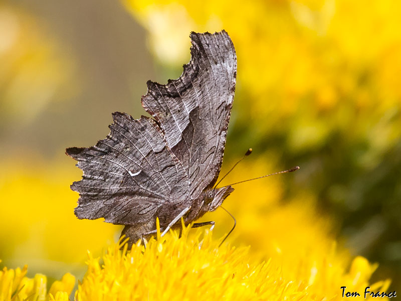 Zephyr Anglewing Butterfly3.jpg