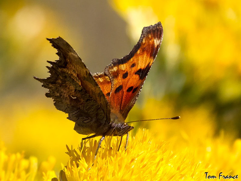Zephyr Anglewing Butterfly2.jpg