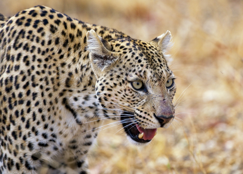 Leopardo Moremi 2.jpg