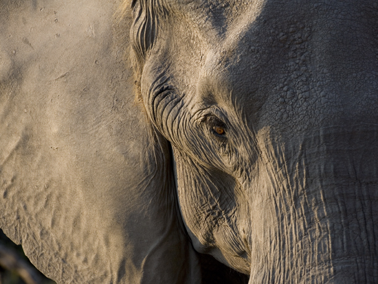 Elefante y ojo.jpg