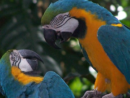 Two Parrots - Moddy Gardens