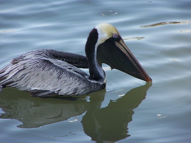 Pelican