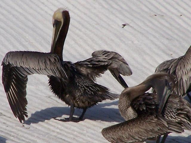 Pelicans