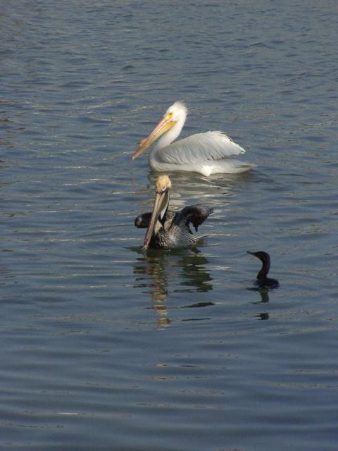 Pelicans and Ducks