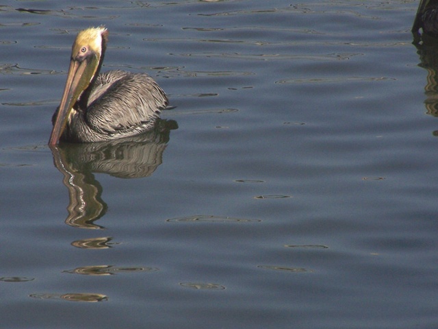 Pelican
