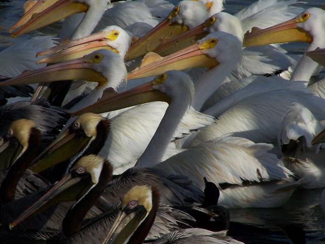 Pelicans