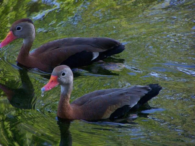 Ducks at Hermann Park